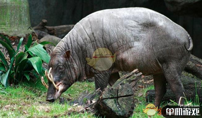 《鬼谷八荒》异兽当康来历出处分析介绍