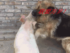 t01bf6db8312ecdf561.gif