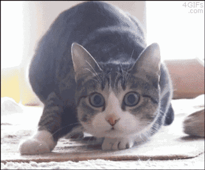 9d5cef69ly1fks7ciud7ig20b4098u0x.gif